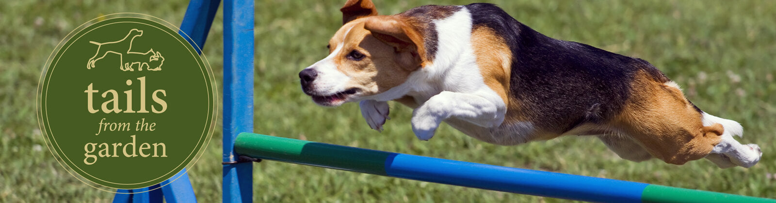 Beagle shop agility course