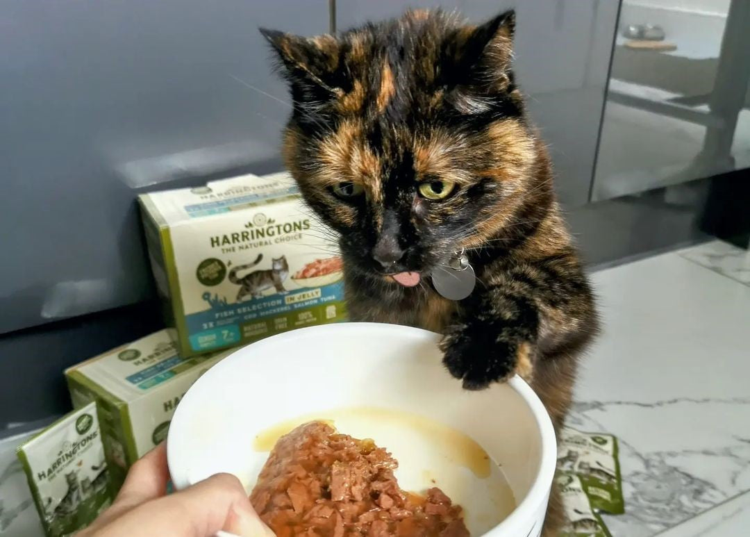 What Can You Feed Kittens Besides Cat Food: Tasty Alternatives