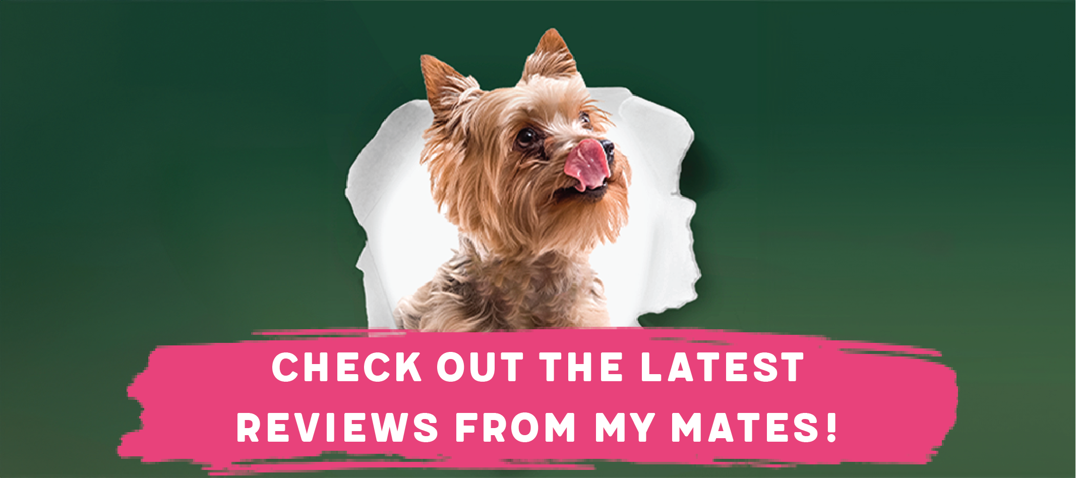 V deals dog review
