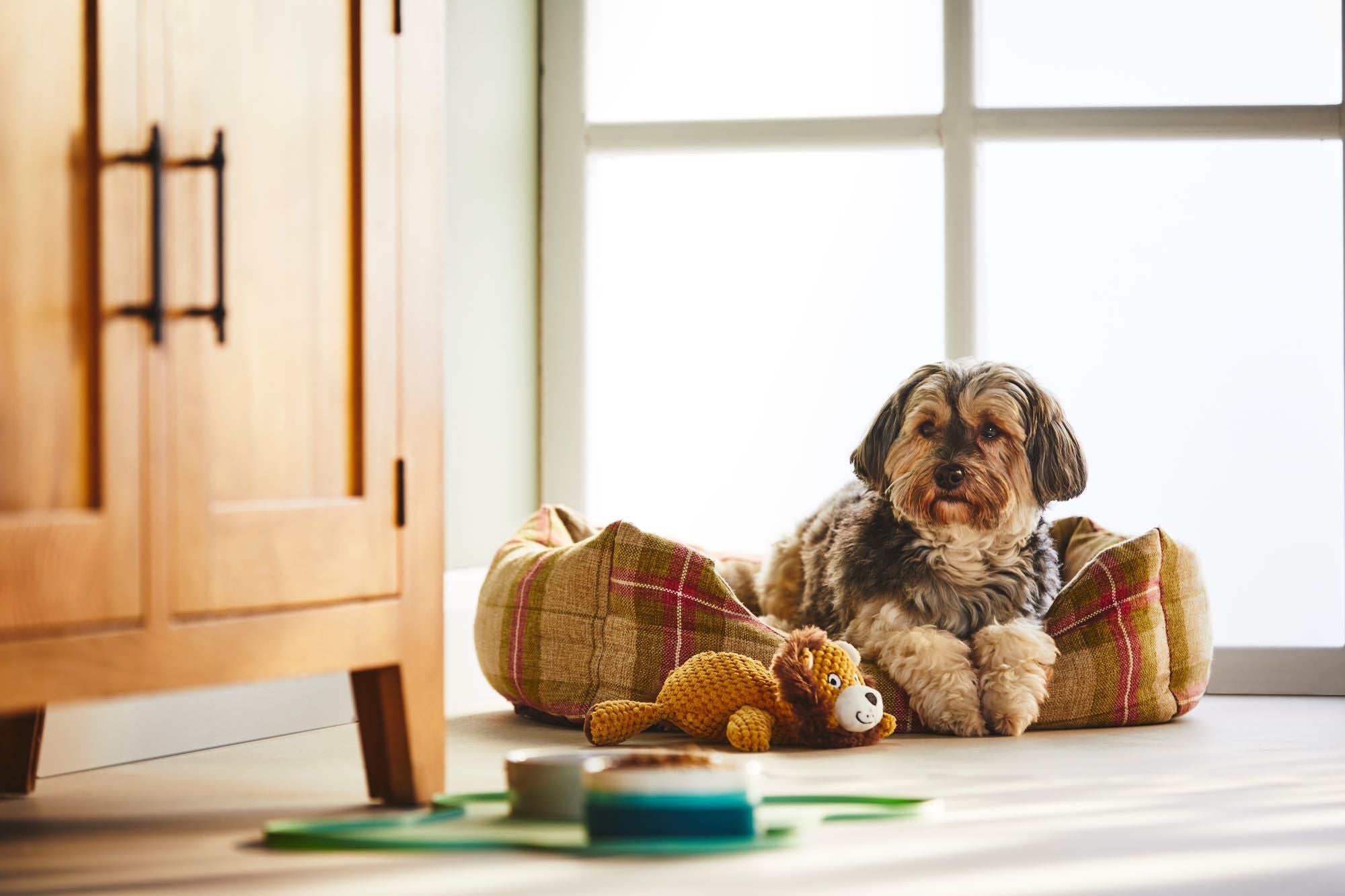 Am I feeding my dog a healthy diet? Harringtons Pet Food