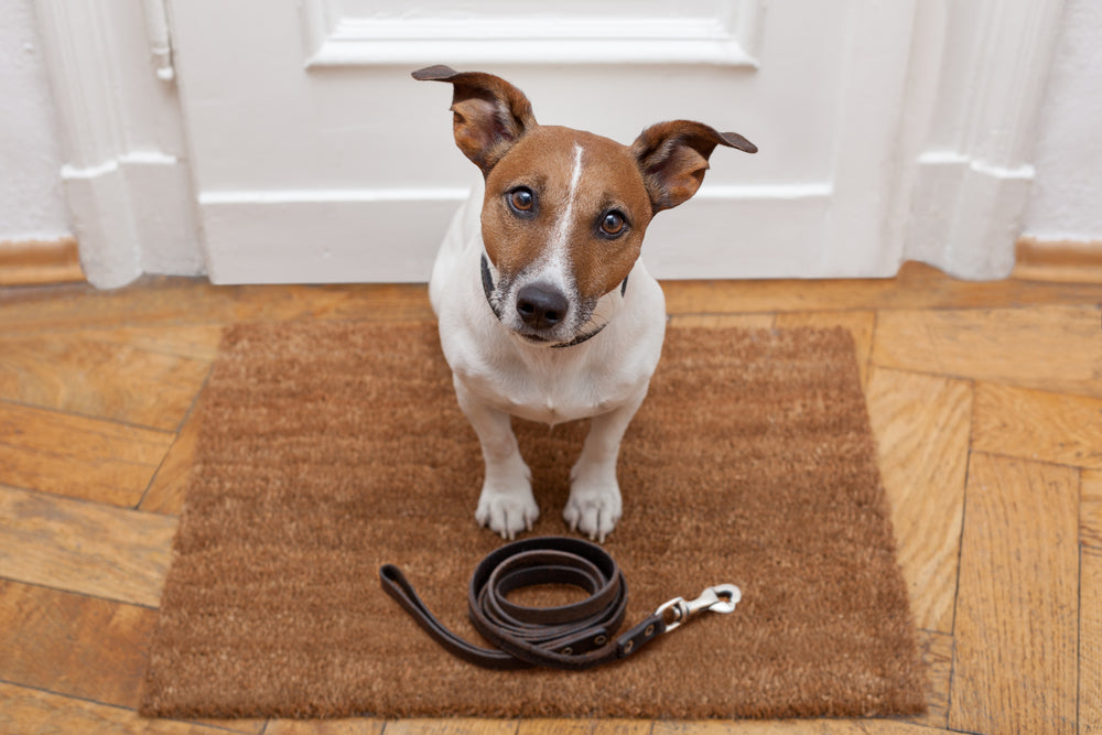 Walk in sales dog vaccinations