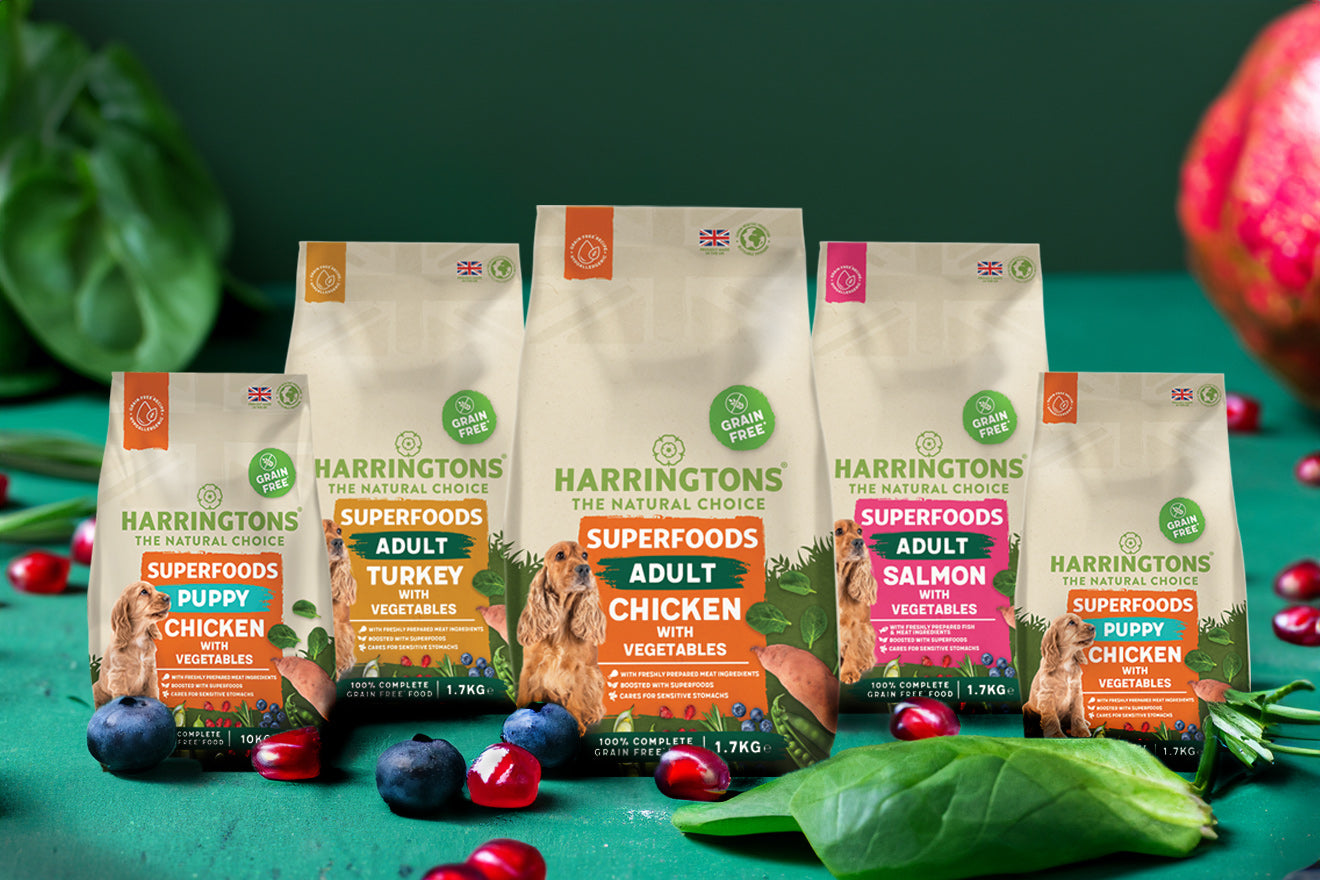How to introduce your furry friend to our new grain-free Superfoods range