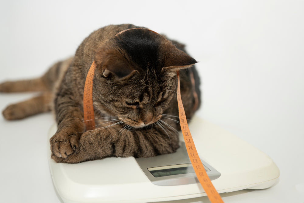How to help your cat lose weight