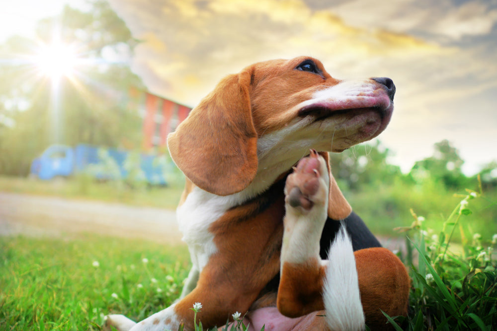 How to help your dog with urban allergies