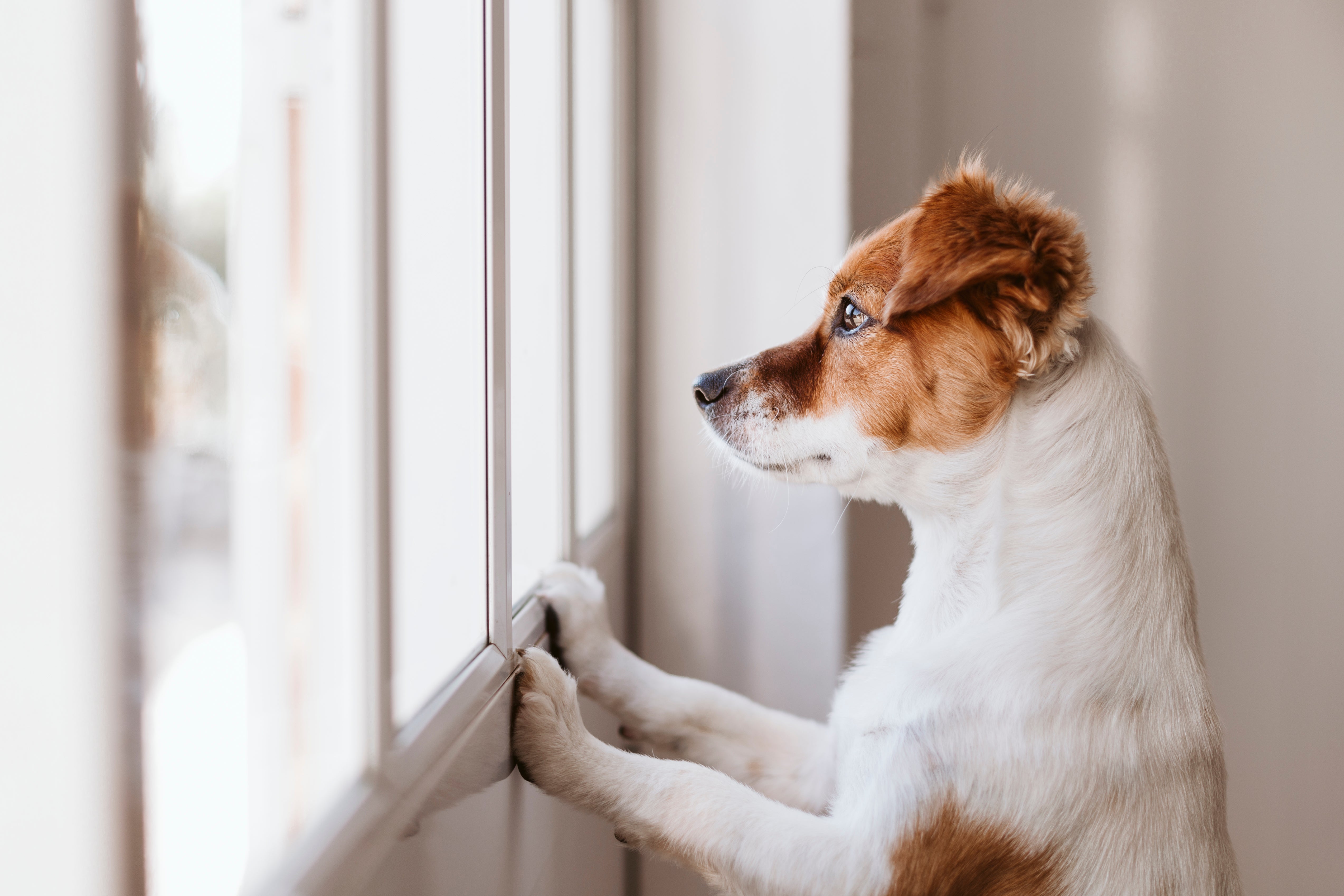 Top tips for leaving your dog home alone Harringtons Pet Food