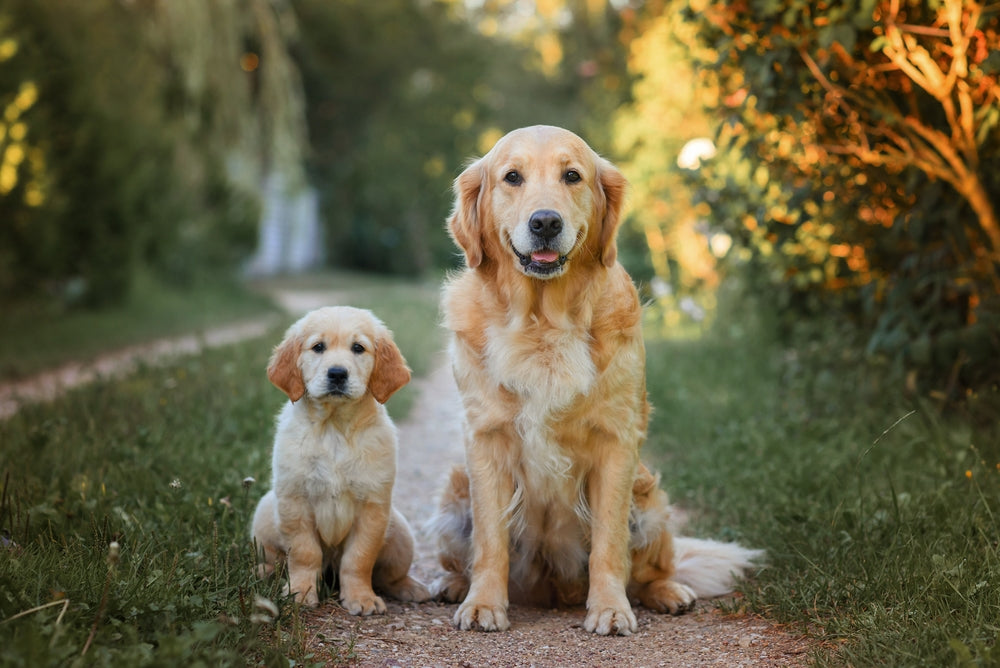 Guide to safely transitioning your puppy to adult food