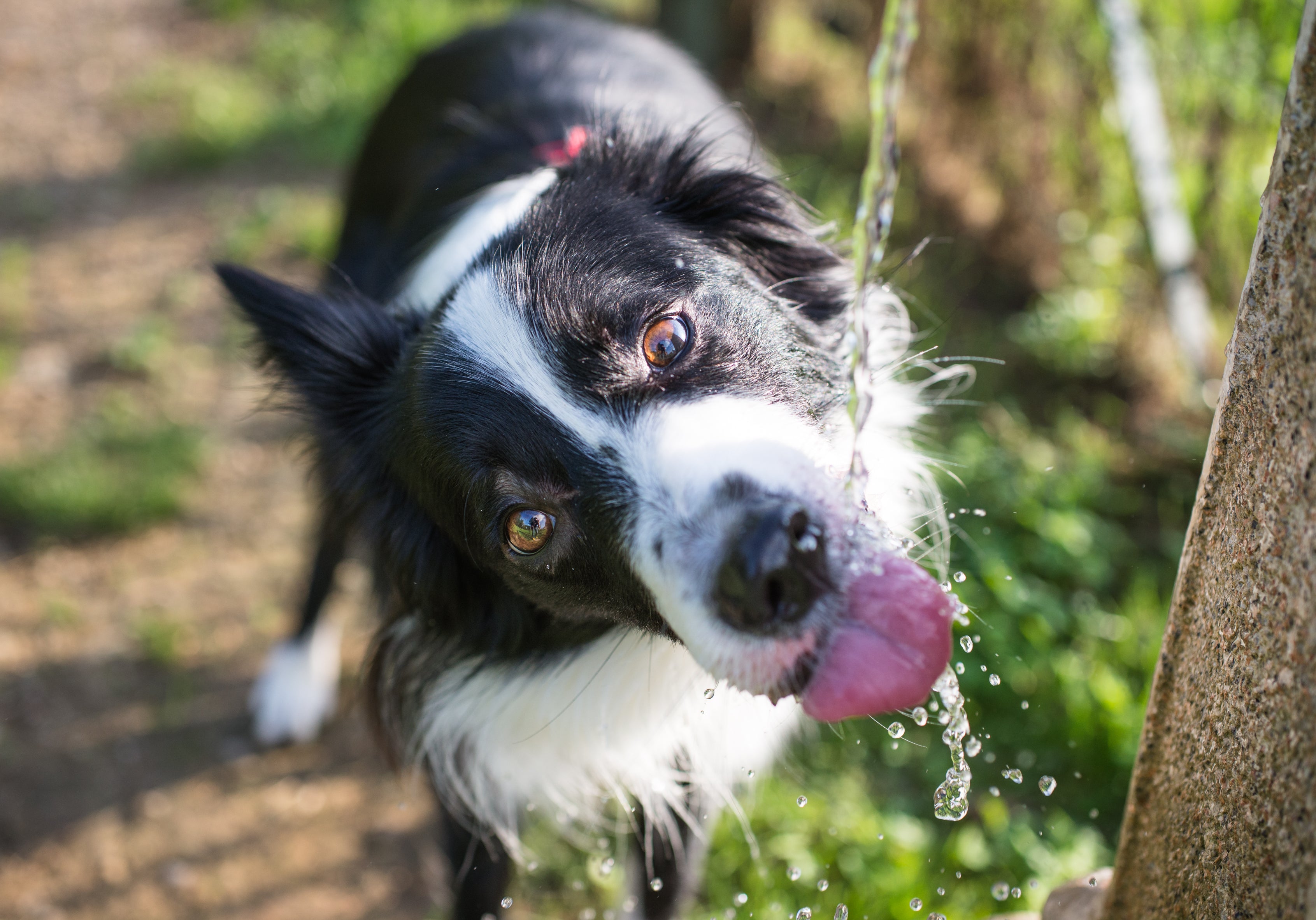 What kind of water should i give my dog cheap