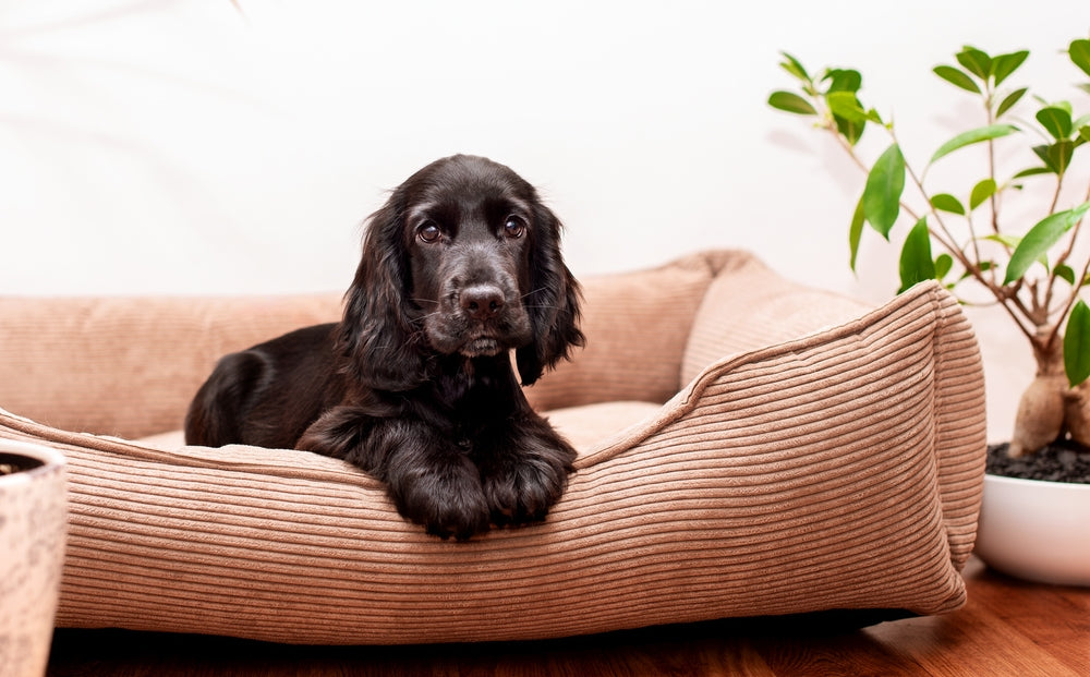 First Night With New Puppy Tips: Essential Guide for a Smooth Start