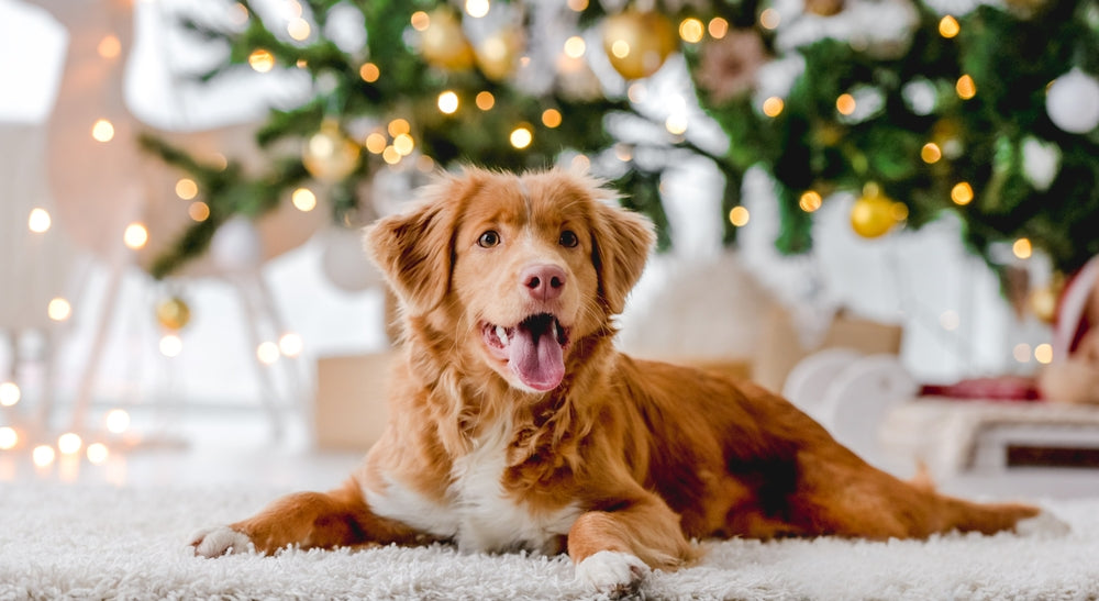 Creating a Pawsitively Safe Christmas: A Guide to Dog-Friendly Holiday Homes
