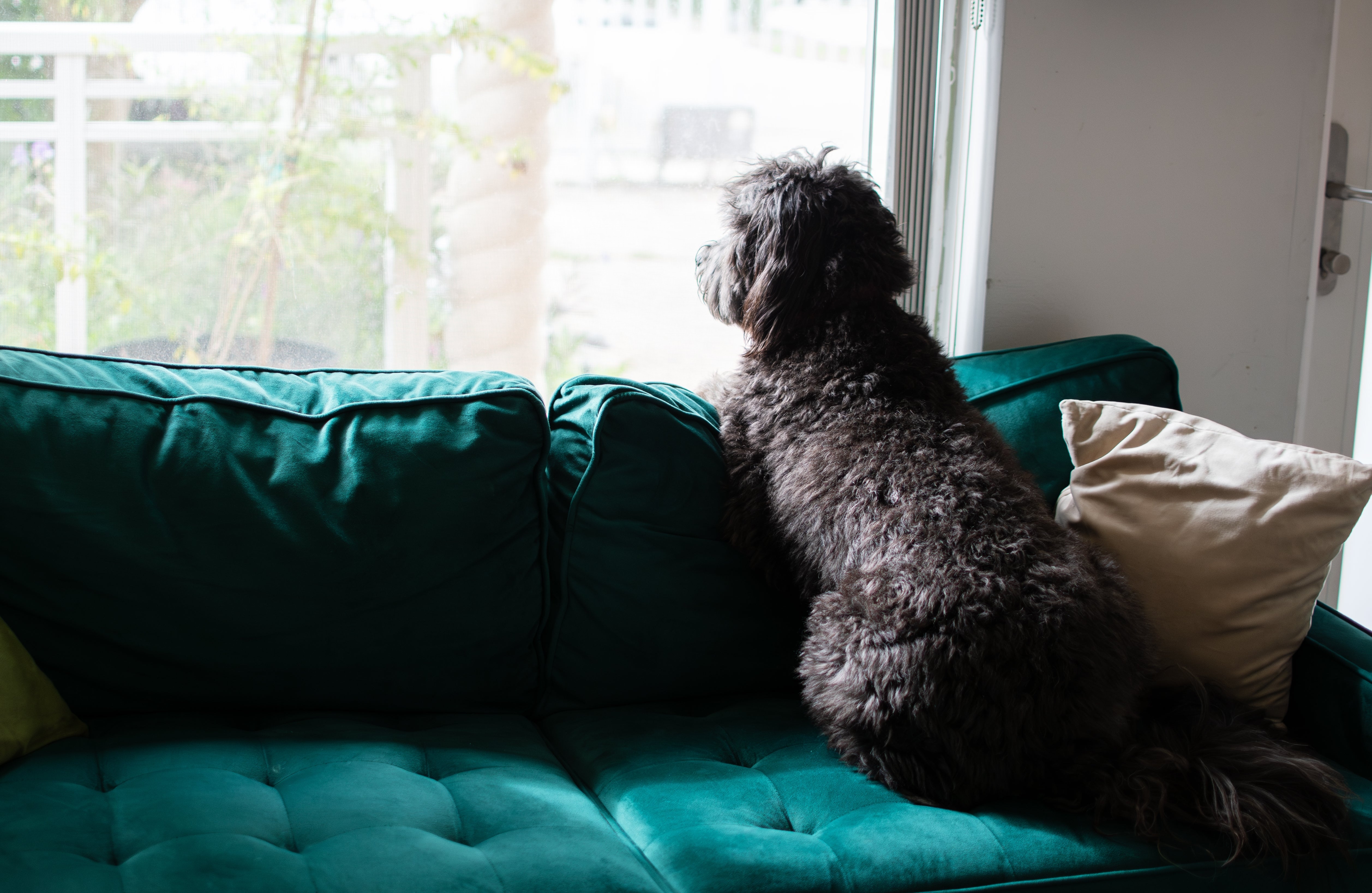 Can Pets Tell the Time? The Surprising Truth About Your Pet’s Inner Clock