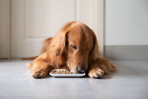 Can Dogs have Food Allergies?