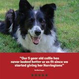 Dry Adult Dog Food Rich in Beef & Rice 4kg - Image 7