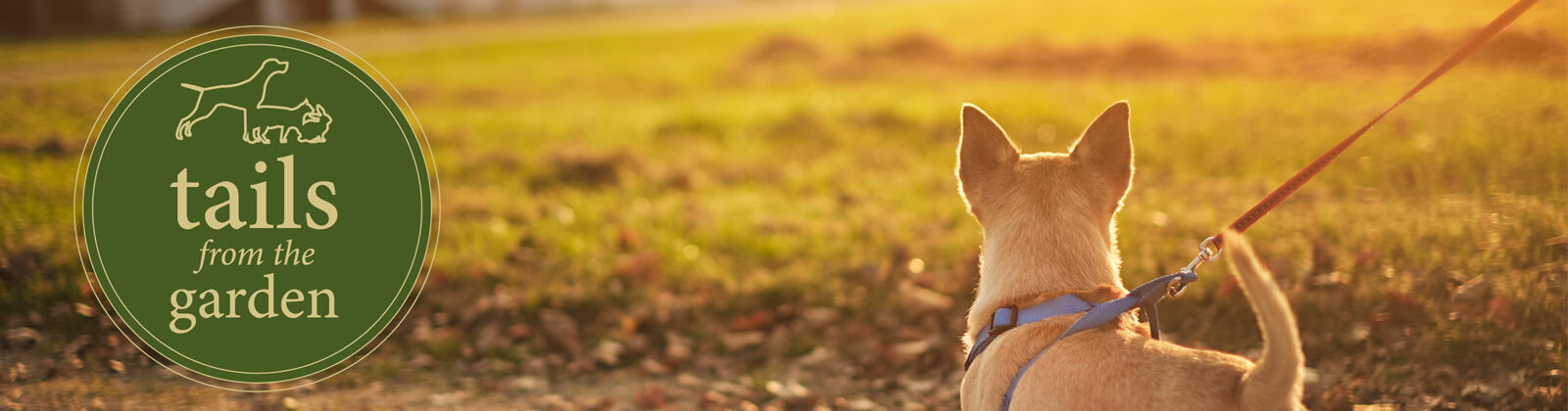 5 Tips for Keeping Your Dog Safe During the Darker Months