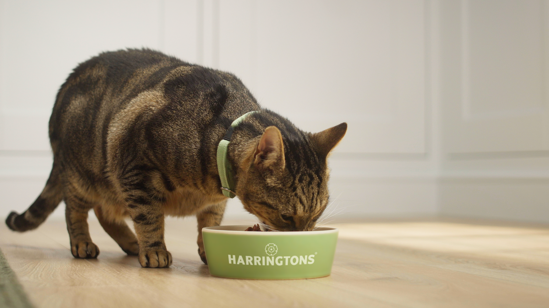 The reviews are in... Harringtons wet cat food is a winner!