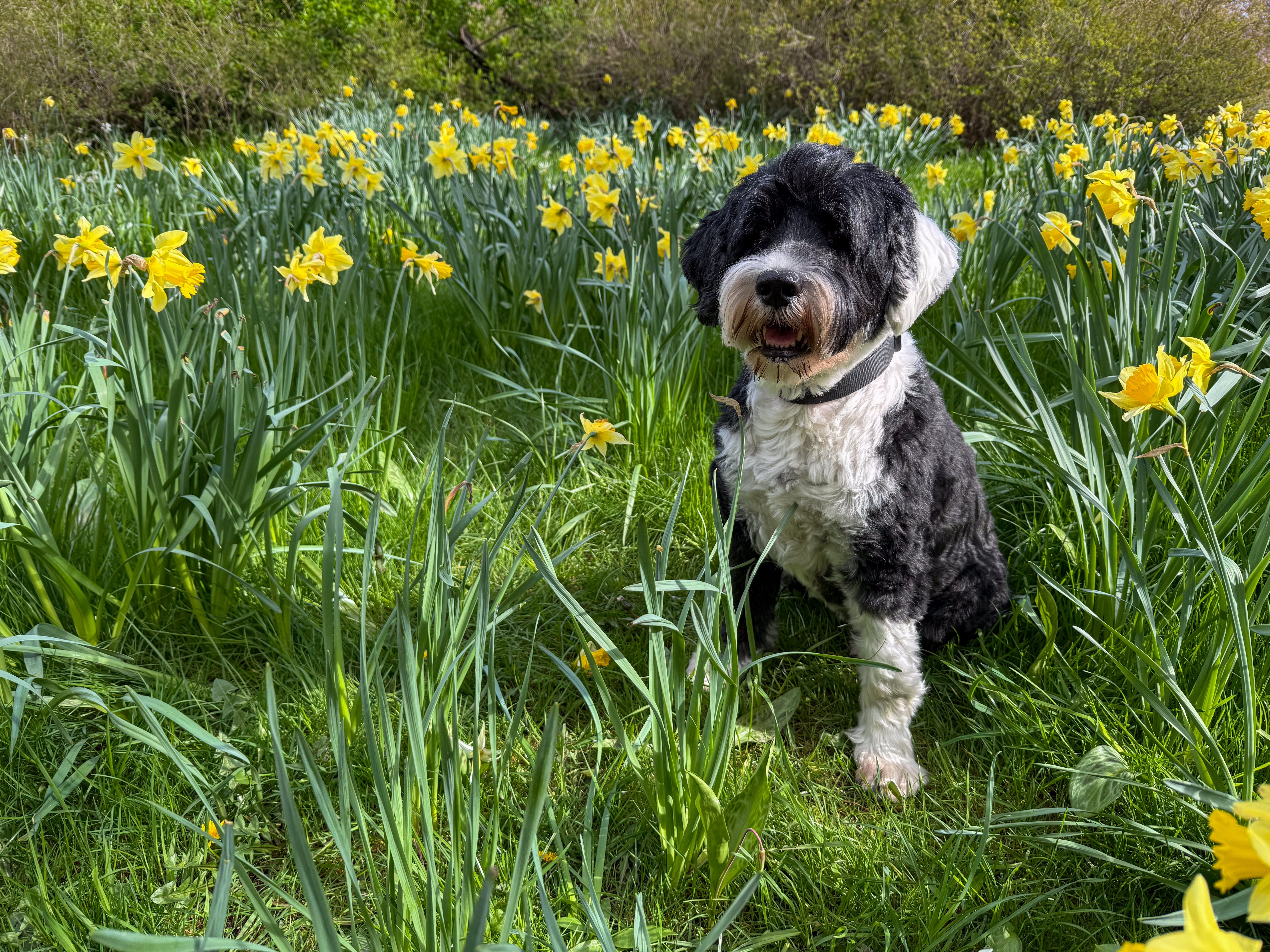 Tibetan terrier dog sitting on the grass surrounded by daffodils
