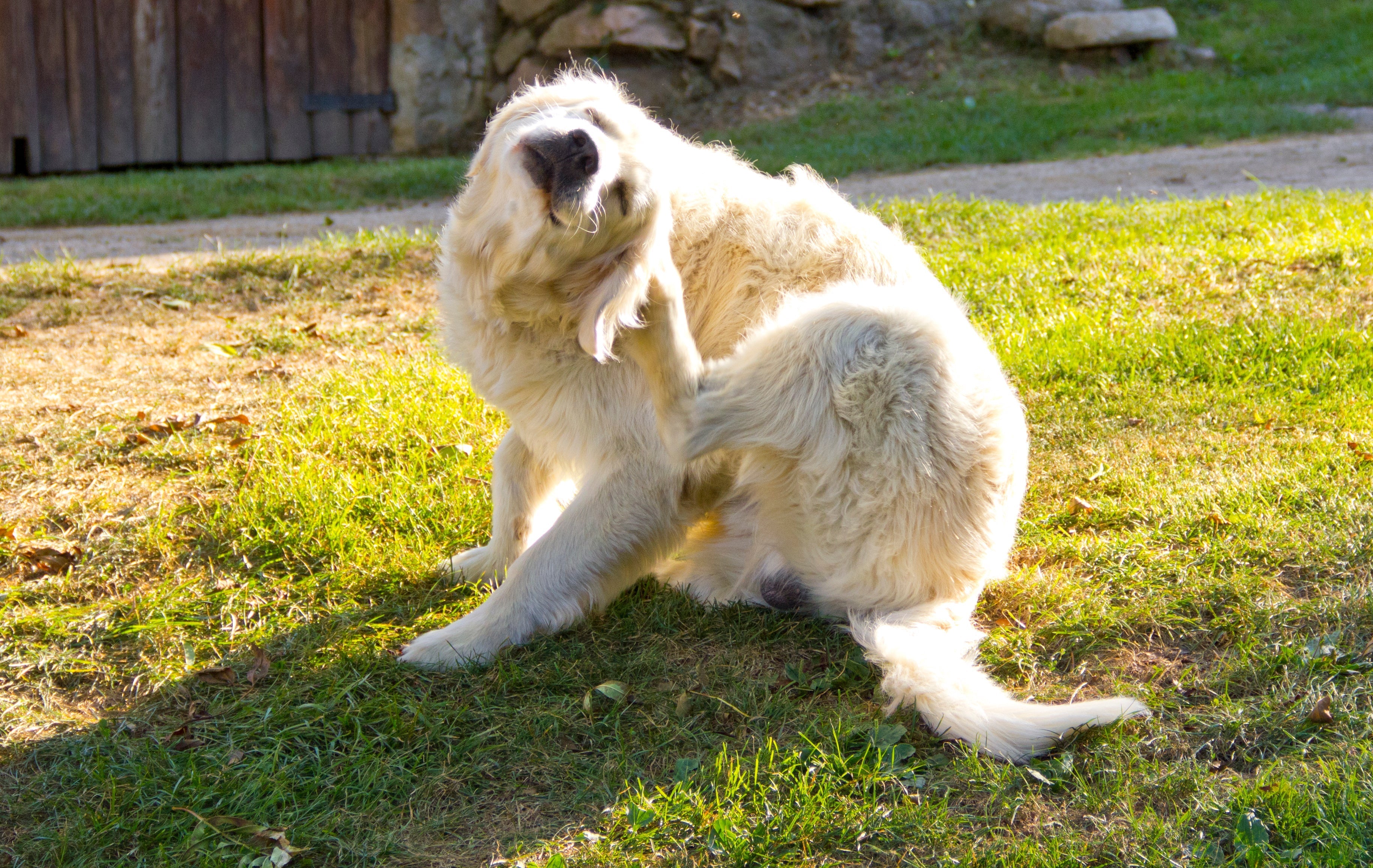 Why is my dog itching so much? A guide to causes, signs, and what to do