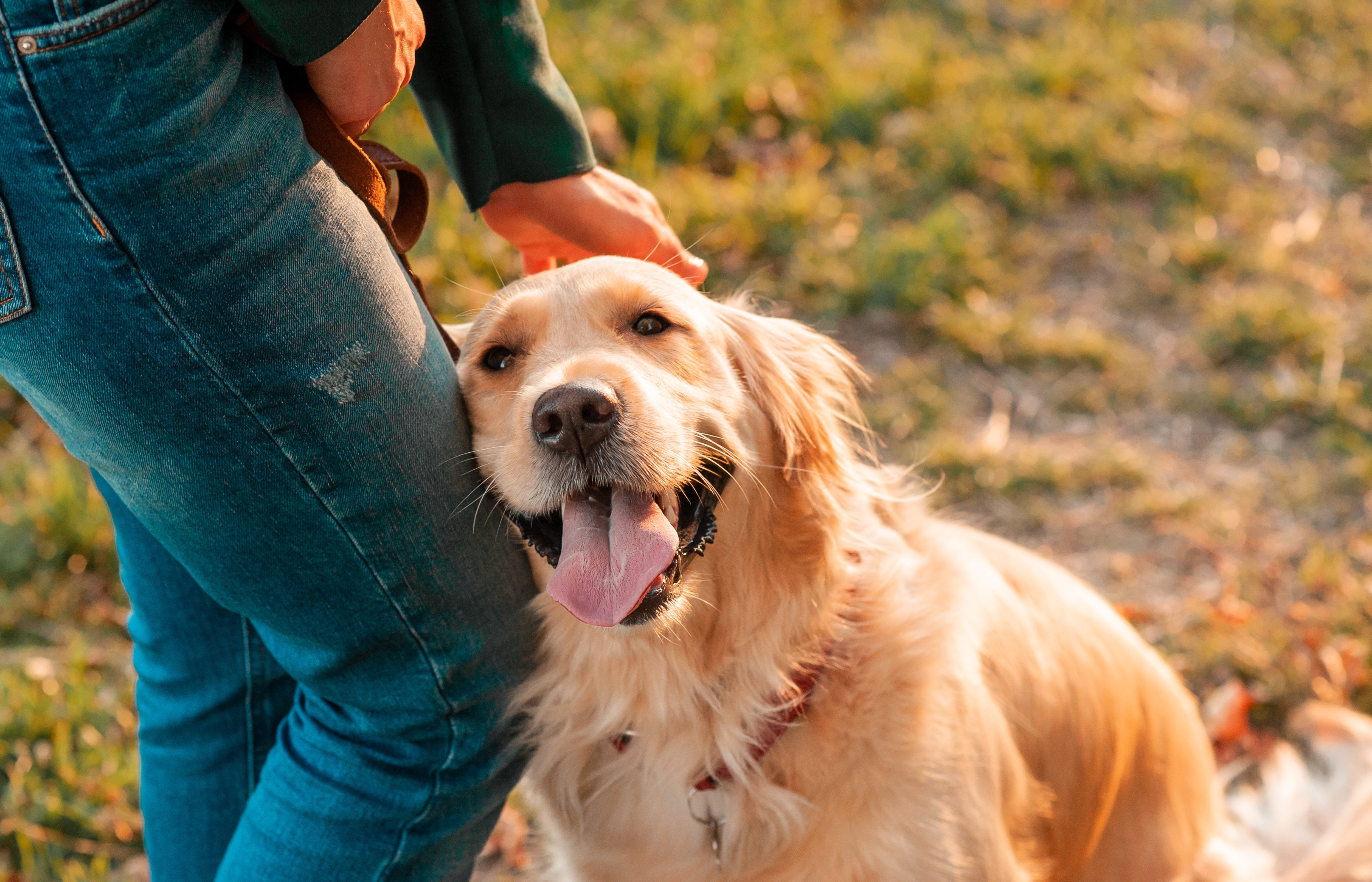 Close up side view of smiling golden retriever leaning against owner's right leg