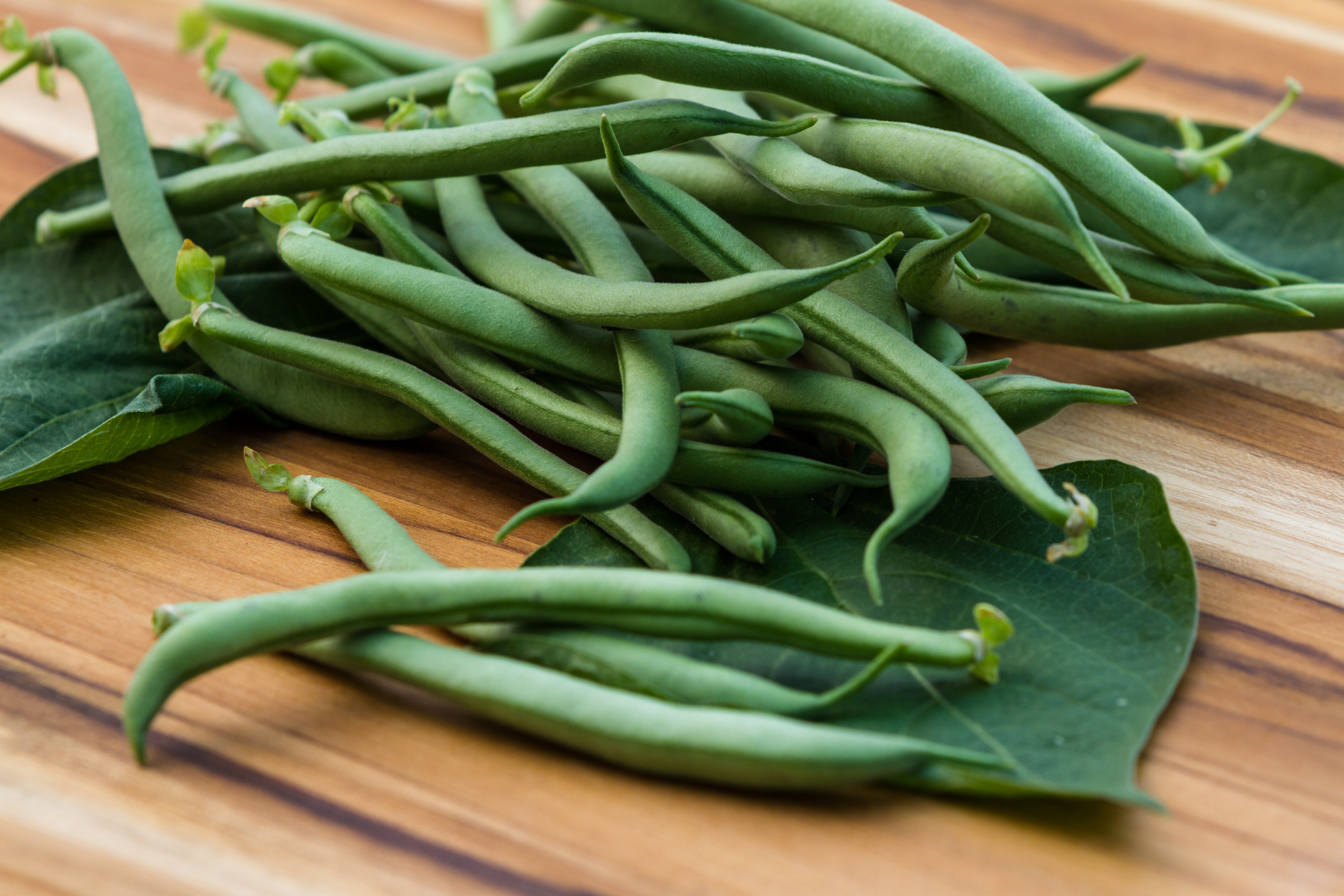 Can Dogs Eat Beans? A Complete Guide to What's Safe and What's Not