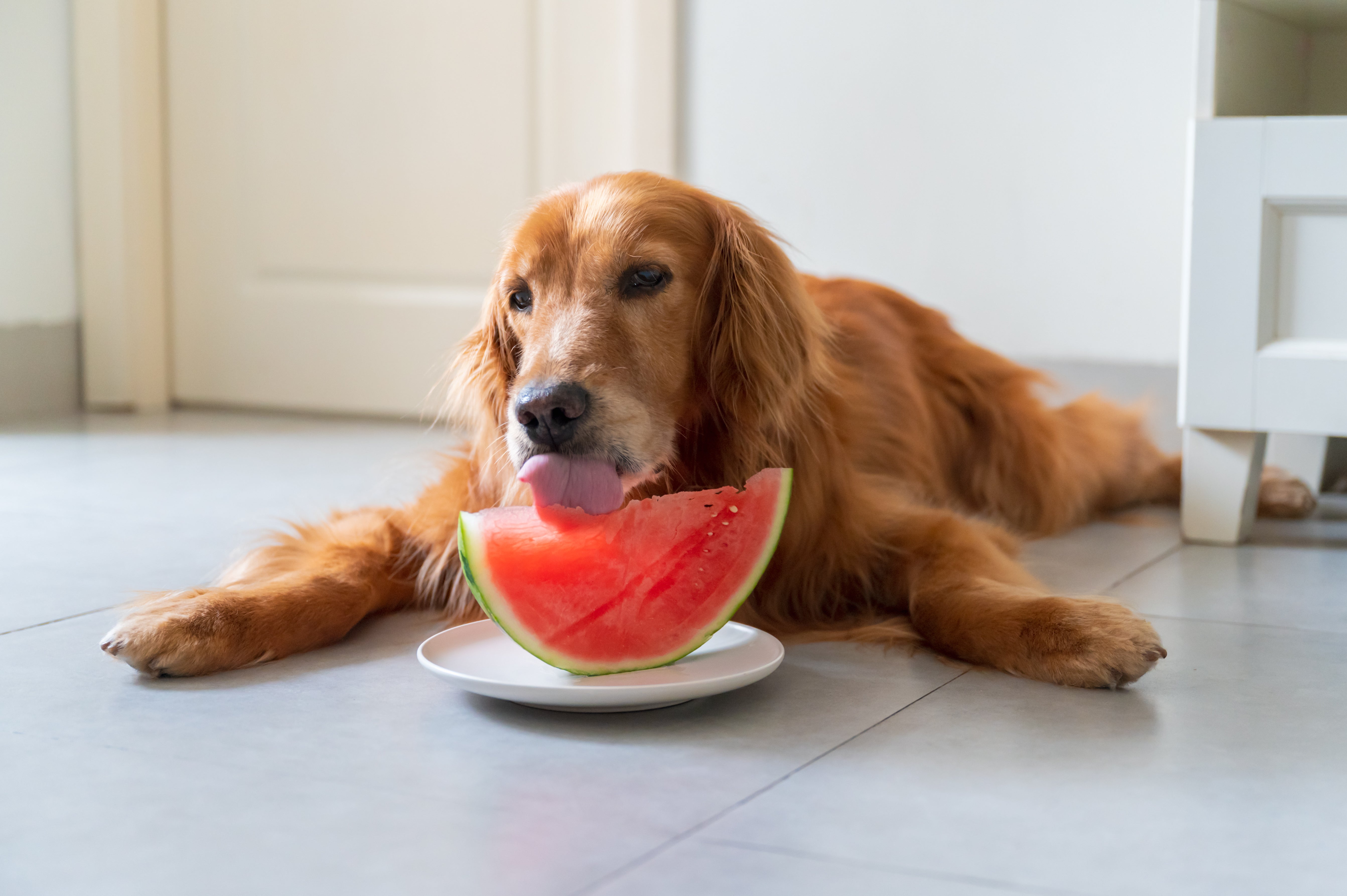 A golden retriever lying on the floor eating watermelon from a plate
