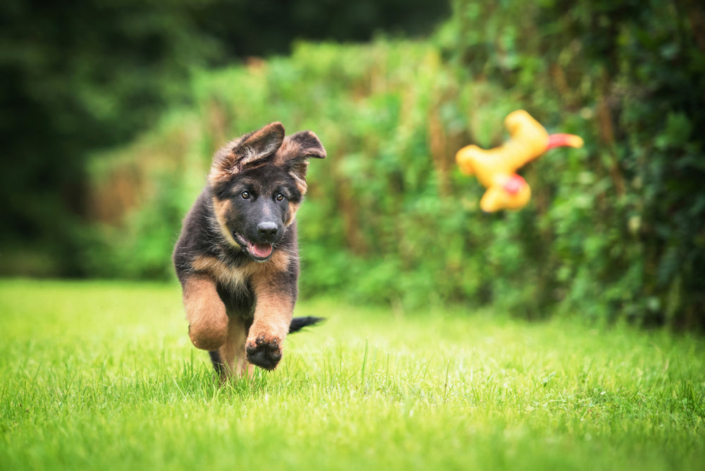 How will I know when my puppy reaches maturity?