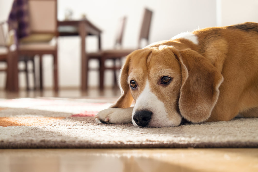 Getting your puppy used to being alone — top tips & advice