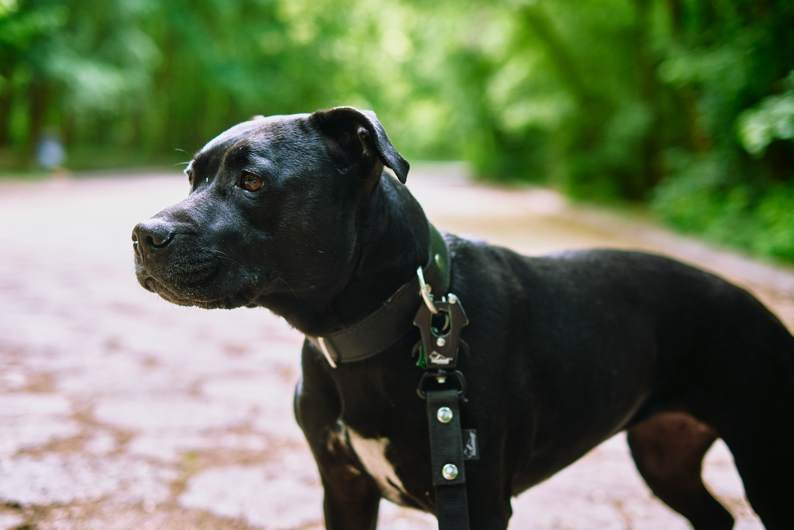 Side shot of an adult black staffordshire bull terrier standing on a path