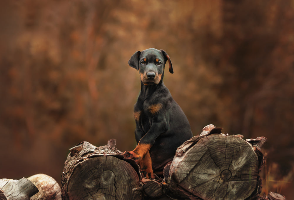 When hormones start & interactions with other dogs change
