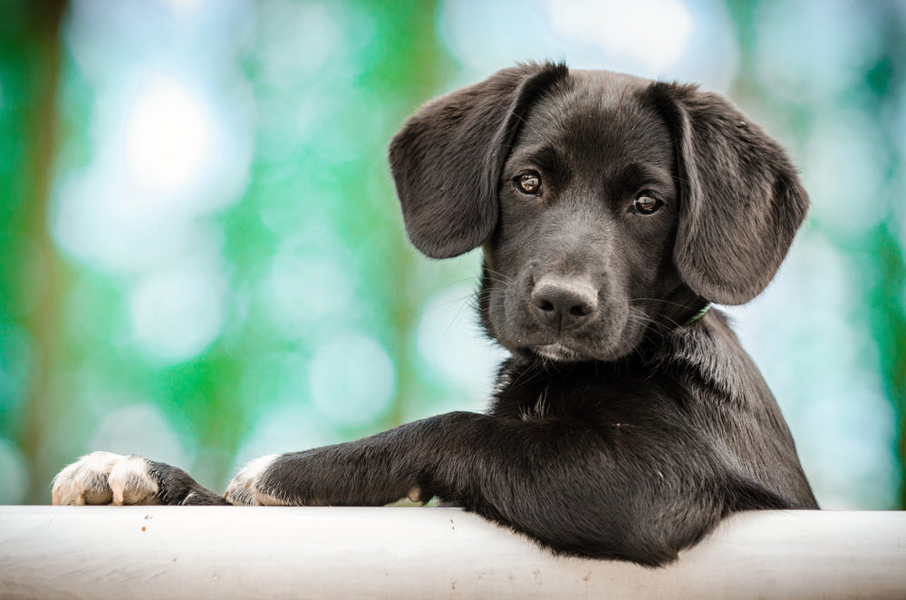 Small black labrador puppy