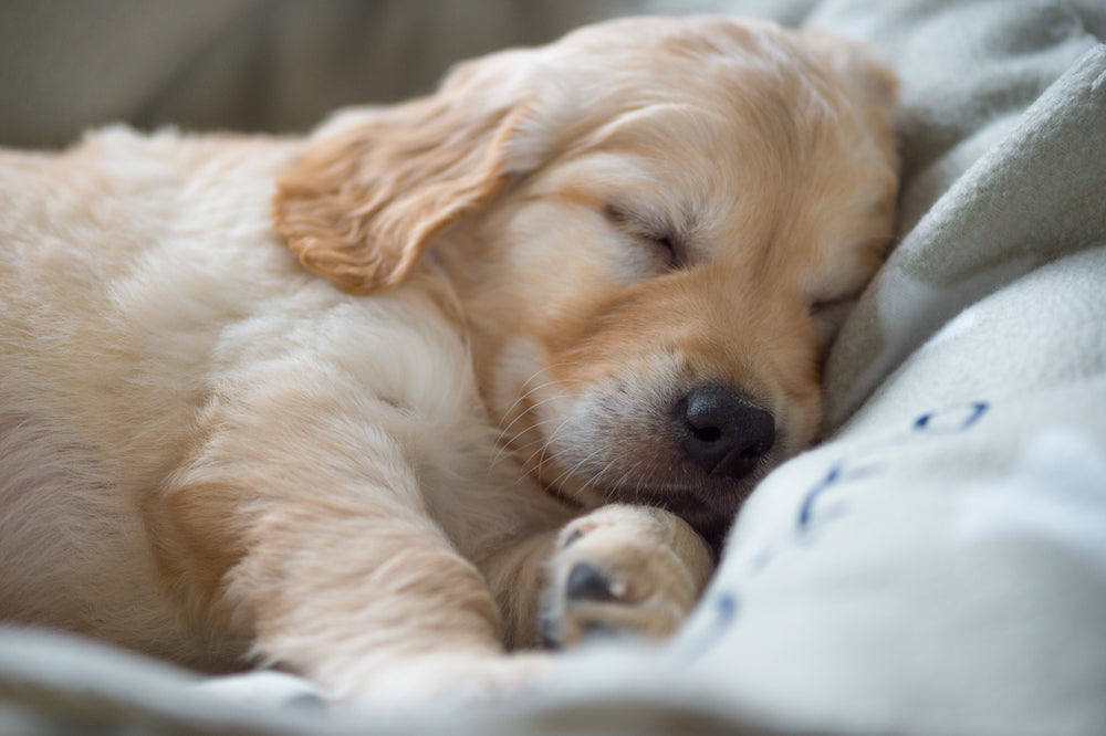 Selecting a puppy in the litter, the journey & the first night