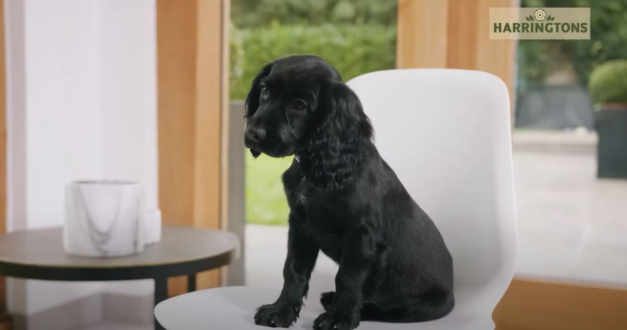 How to Puppy proof your home