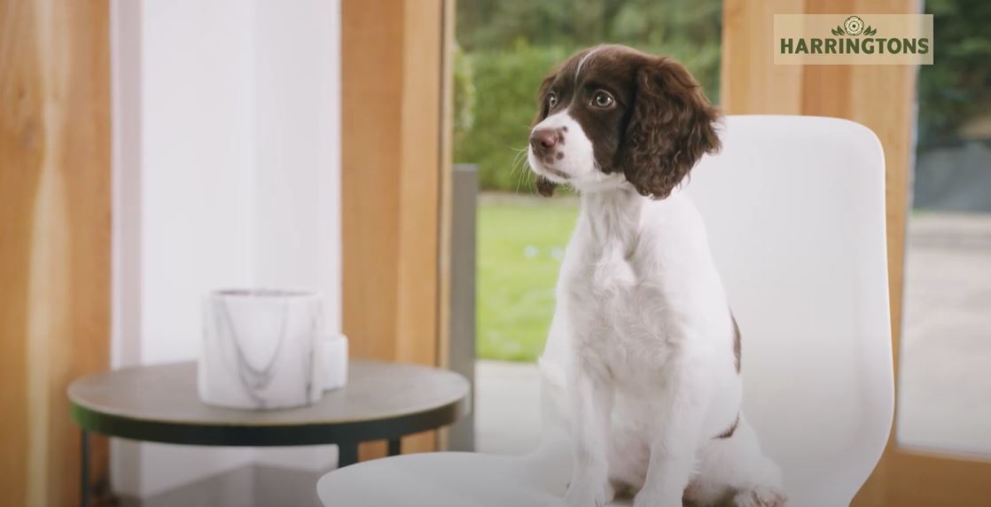How often should I be feeding my Puppy?