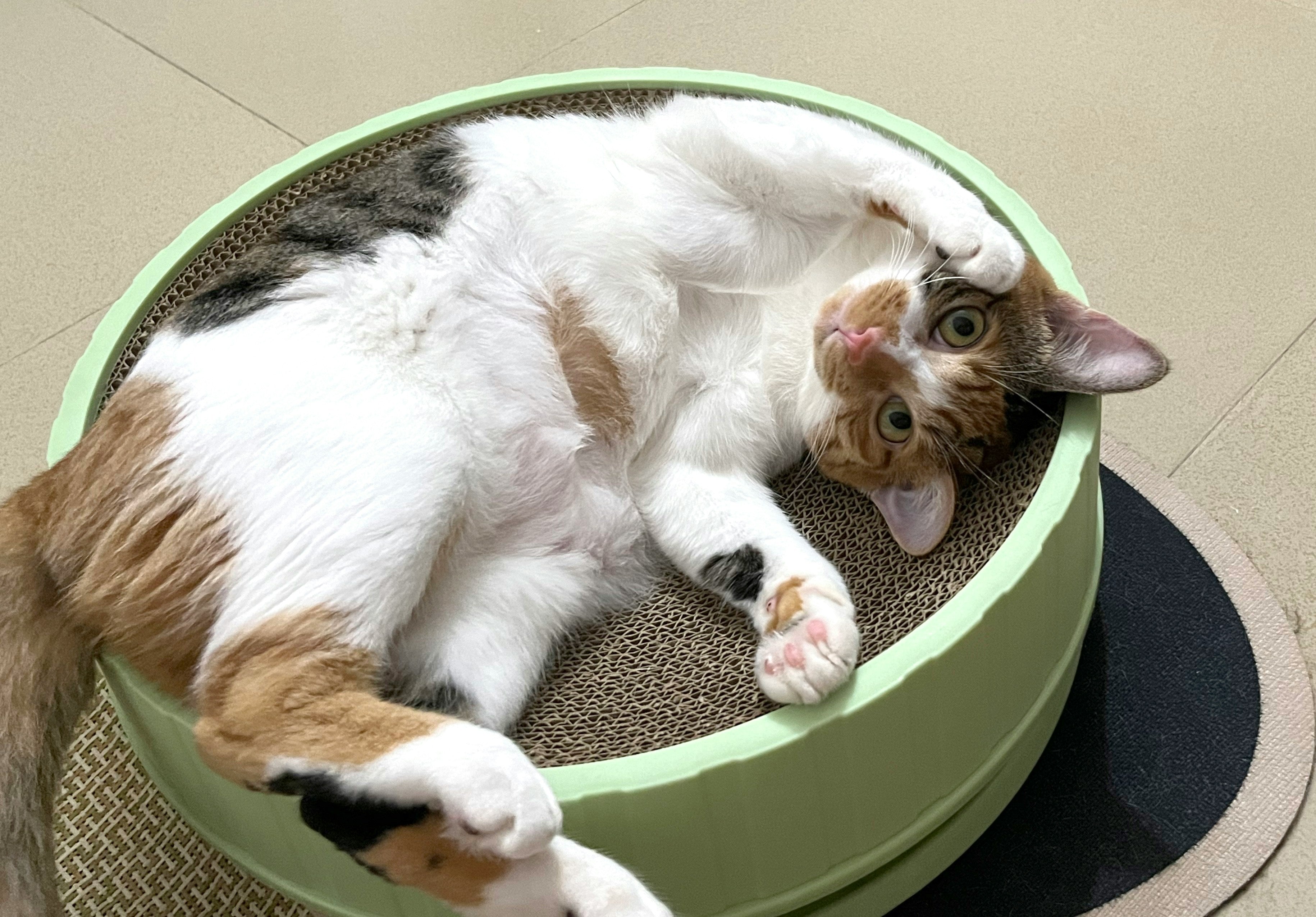 Cute cat lying down in a round box