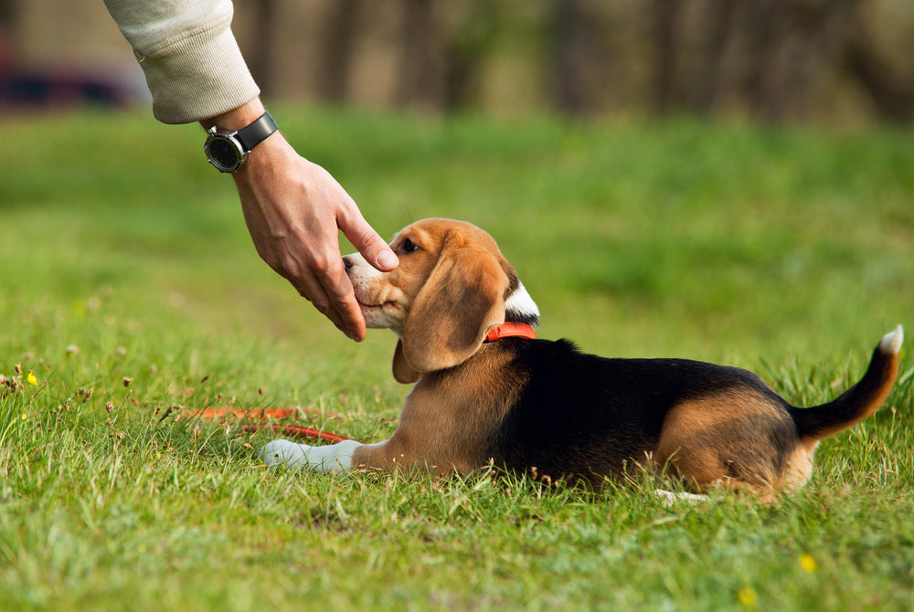 Puppy teething, chewing, training & basic commands