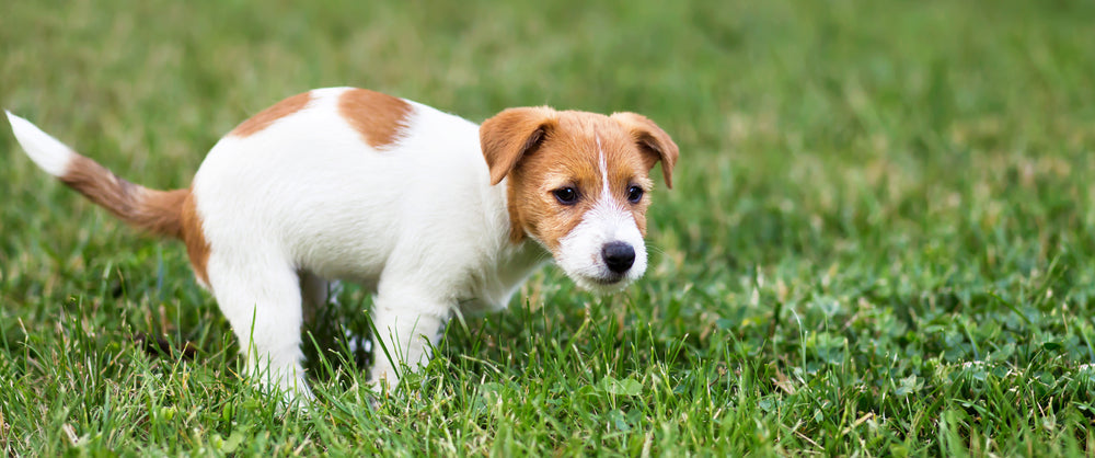 Jack Russell puppy crouching on grass ready to poop