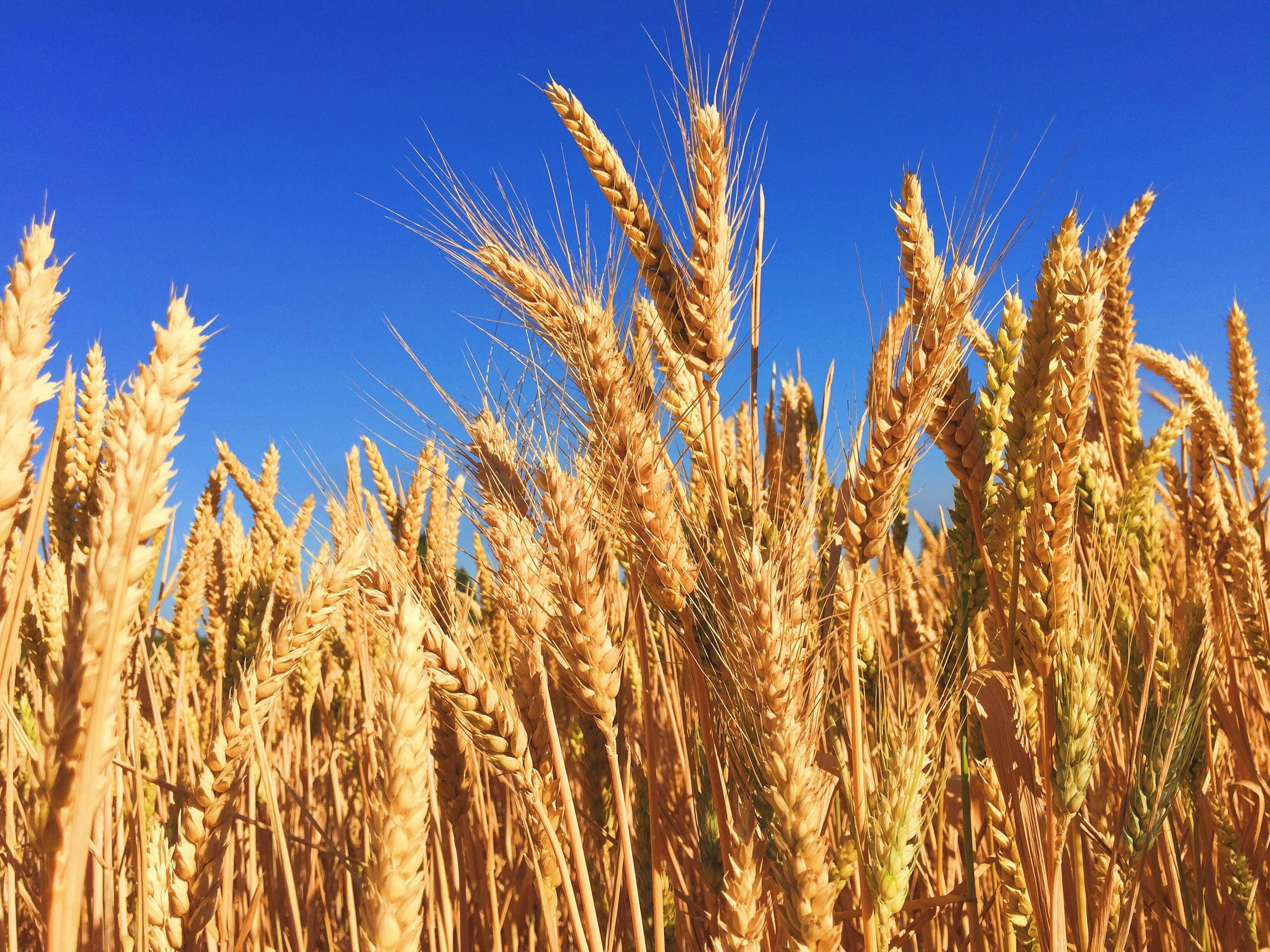 Close up of grains in a field against a blue sky