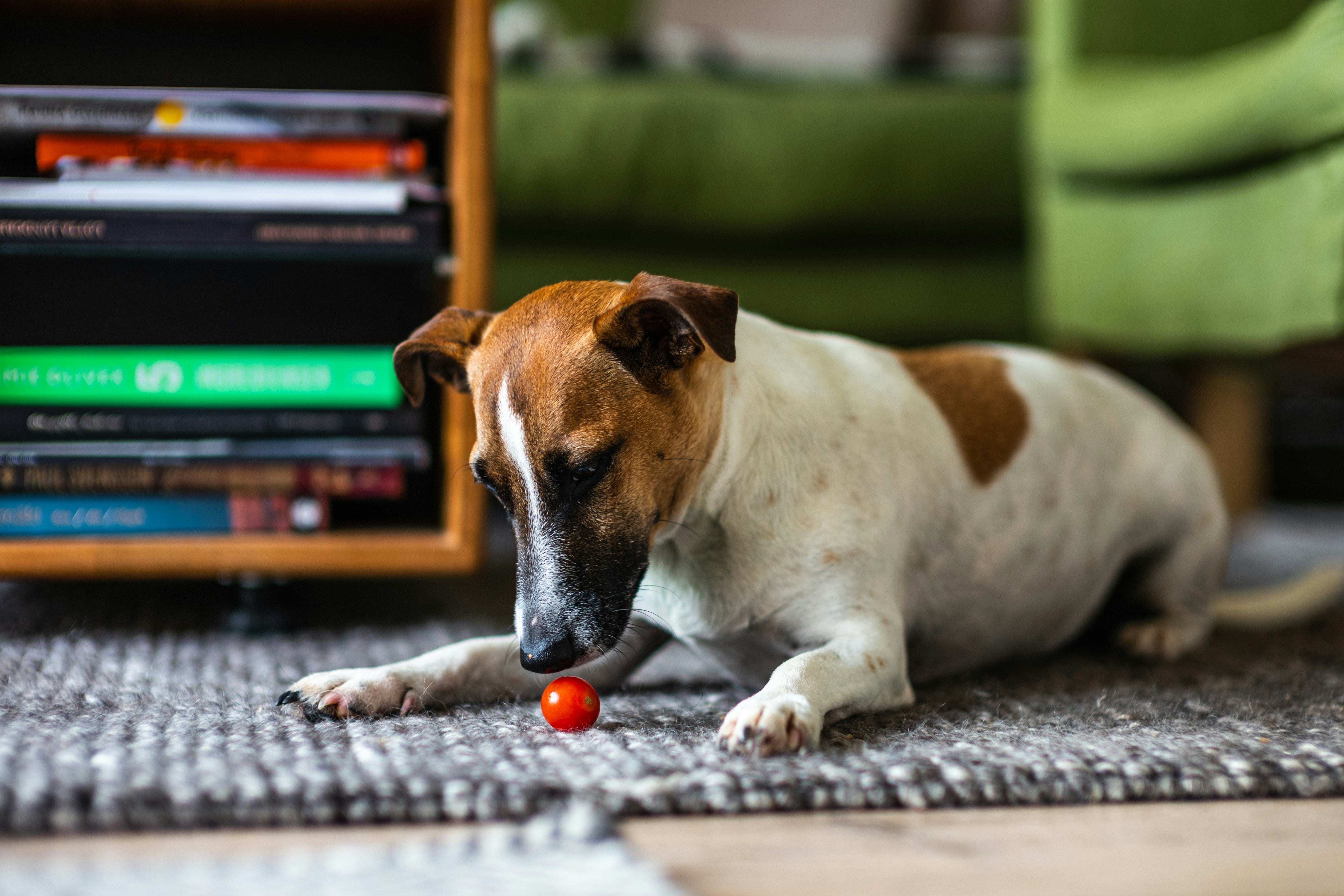 Jack russell lying on a rug with a small tomato