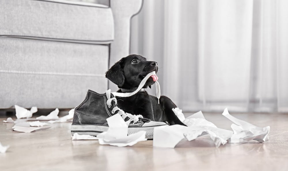 Dealing with naughty puppy teenagers
