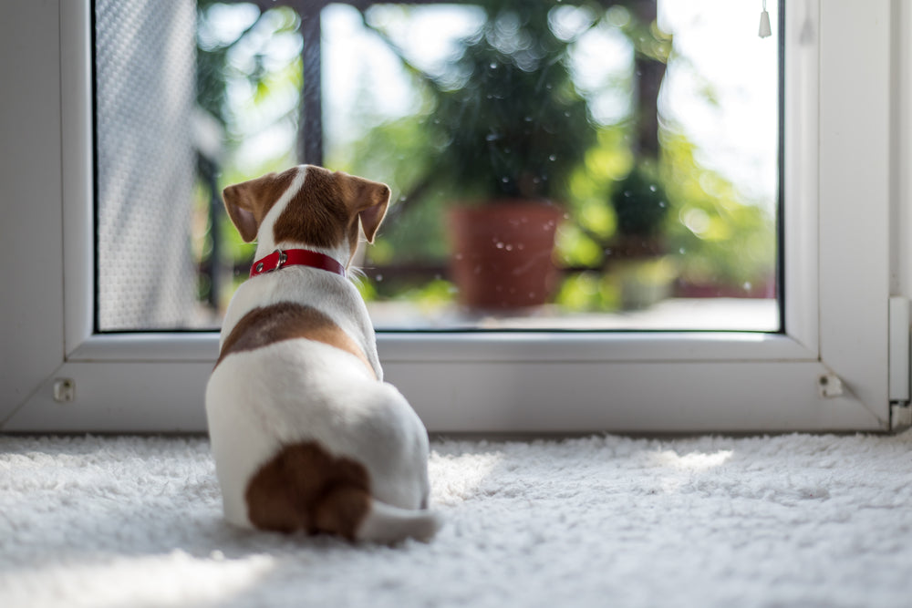 Puppy-proofing: 10-point checklist for preparing your home & garden for a dog
