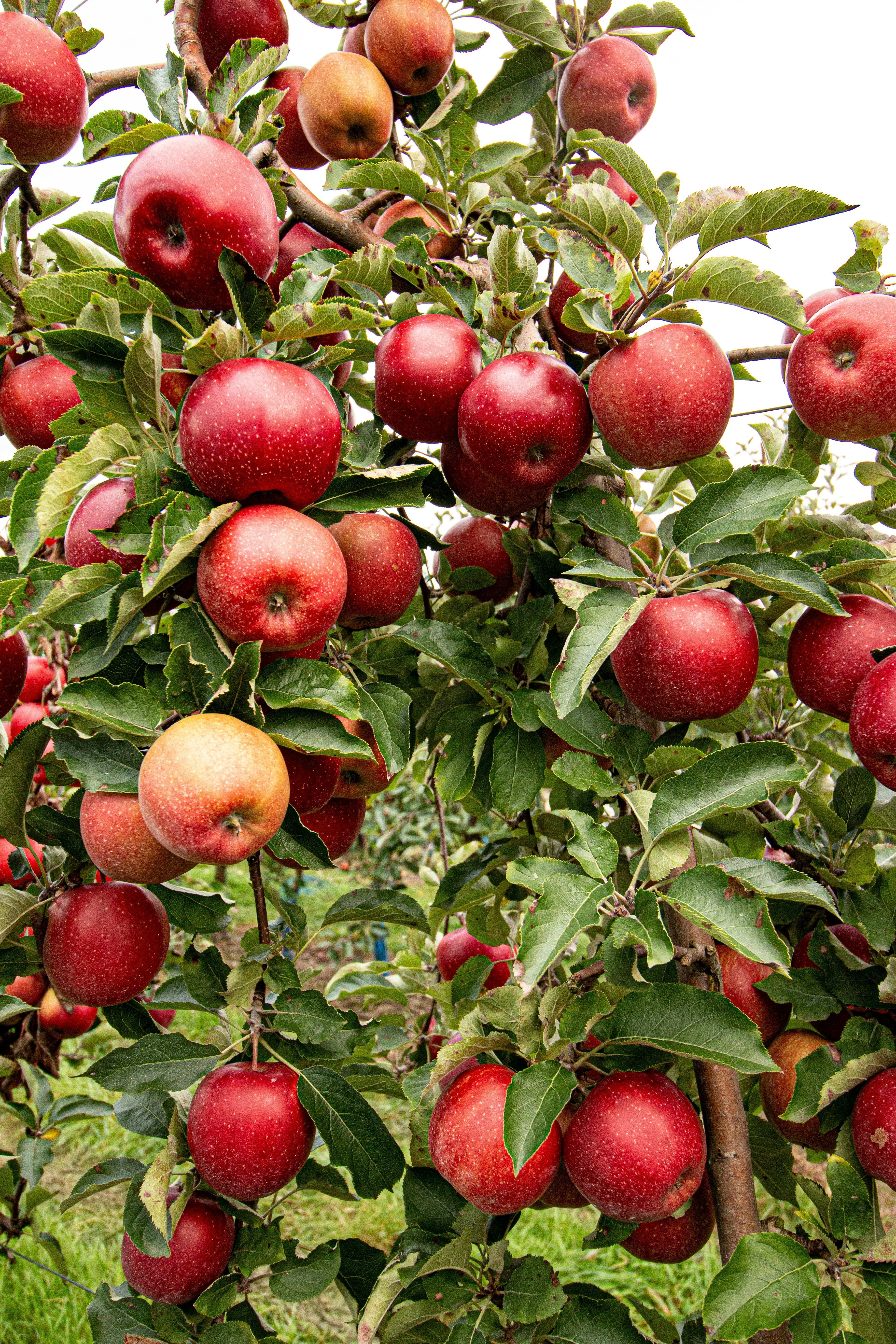 Close up of red apples hanging from an apple tree