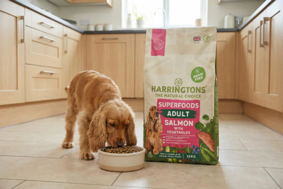 The Real Benefits of Grain-Free Dog Food for Your Dog