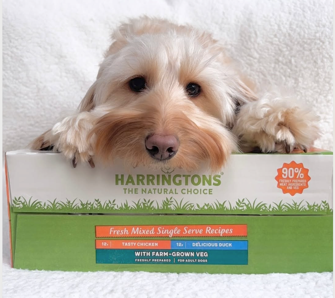 What is Natural Dog Food and why it matters
