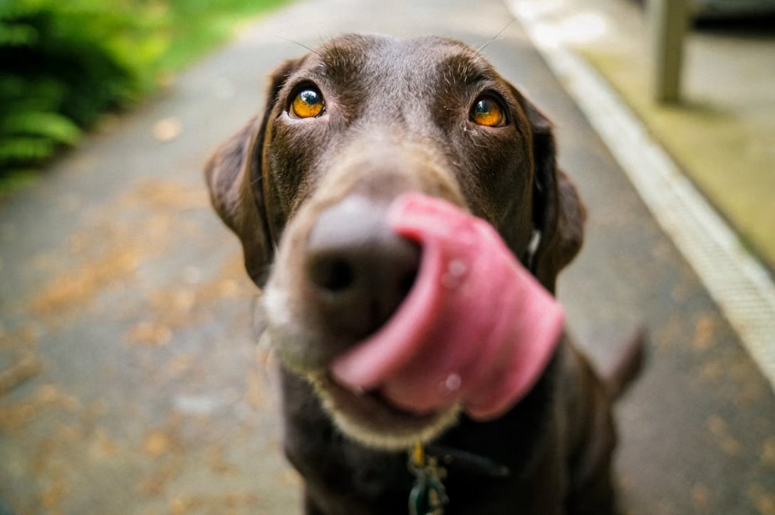 Close up of brown labrador dog on pathway licking its lips