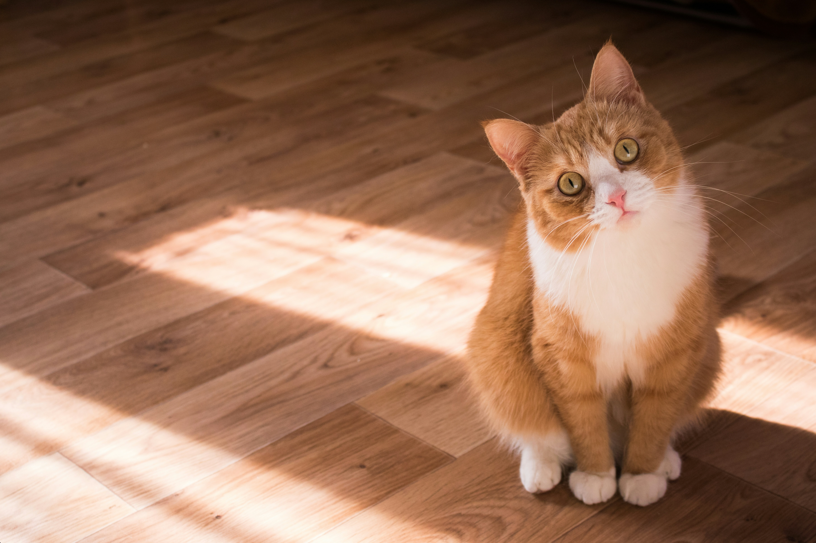Ginger and white cat sitting on a wooden floor in a patch of sunlight