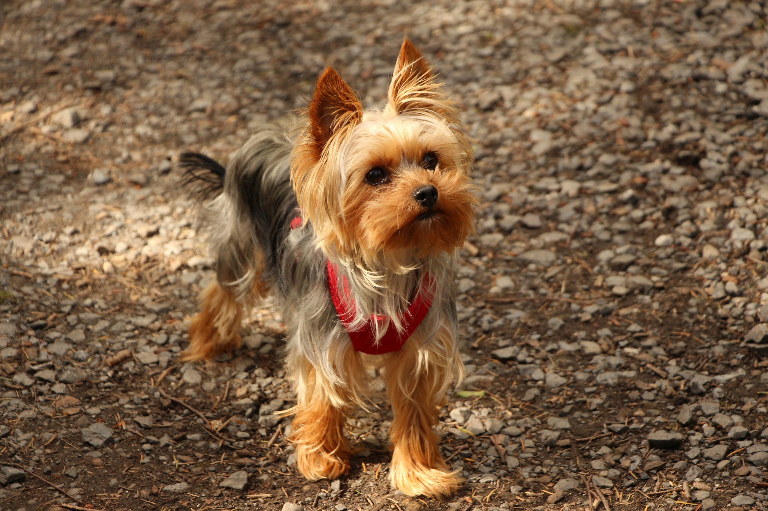 Close up of a Yorkshire terrier walking along a woodland path