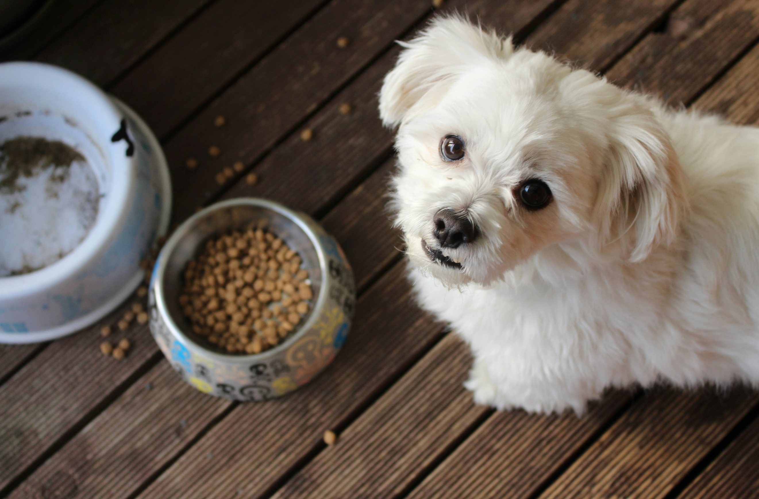 Small white fluffy dog looking up beside a bowl of dry kibble on wooden decking