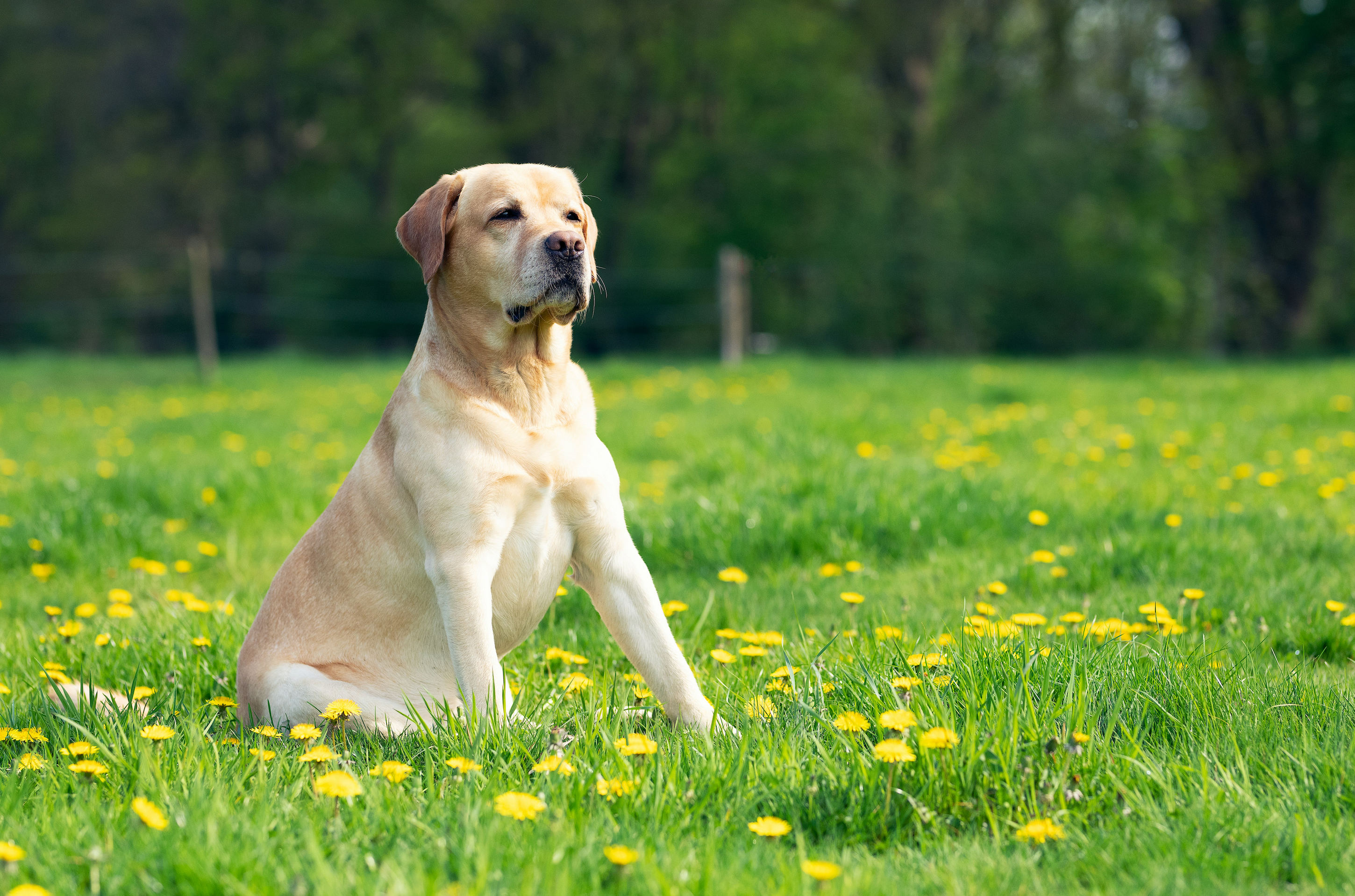 Adult yellow labrador sitting in a grassy field surrounded by yellow flowers