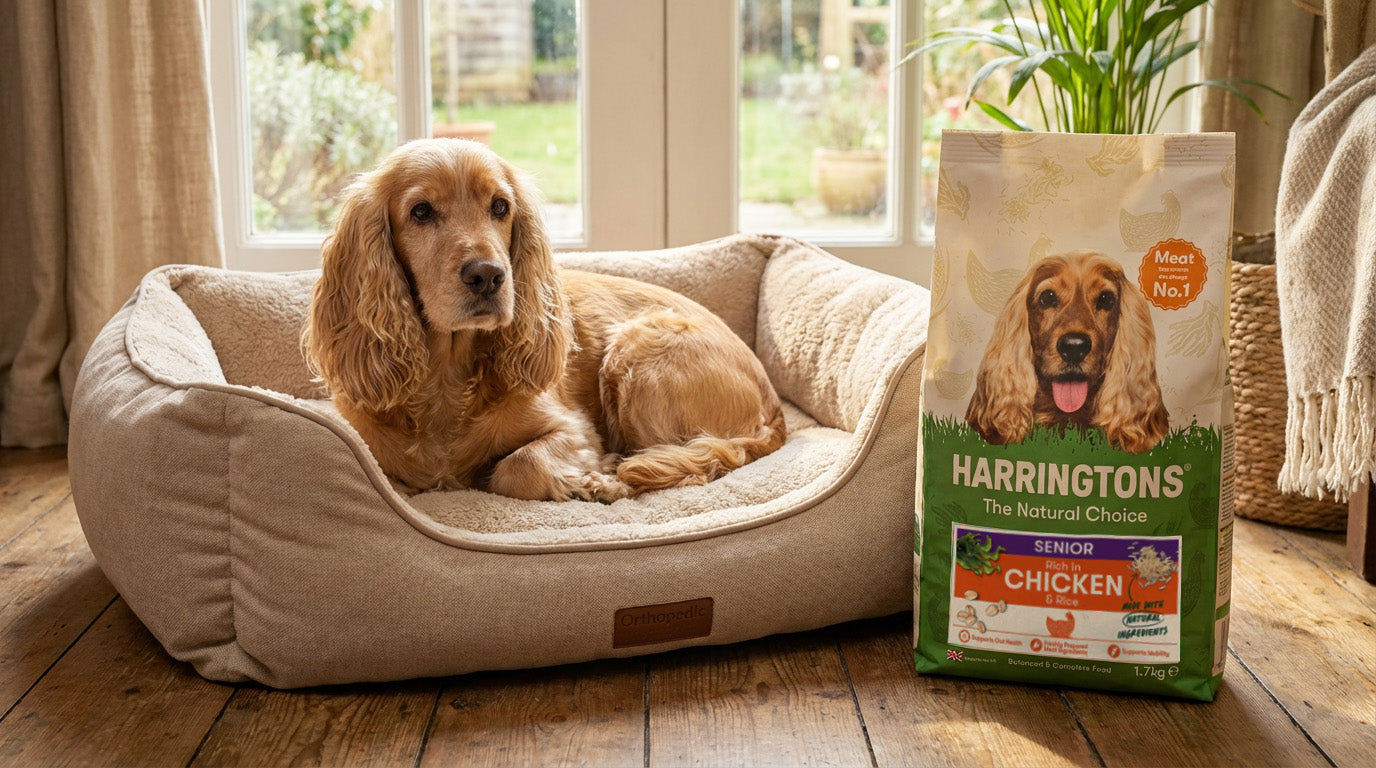 How to Choose the Best Dog Food for Your Senior Dog