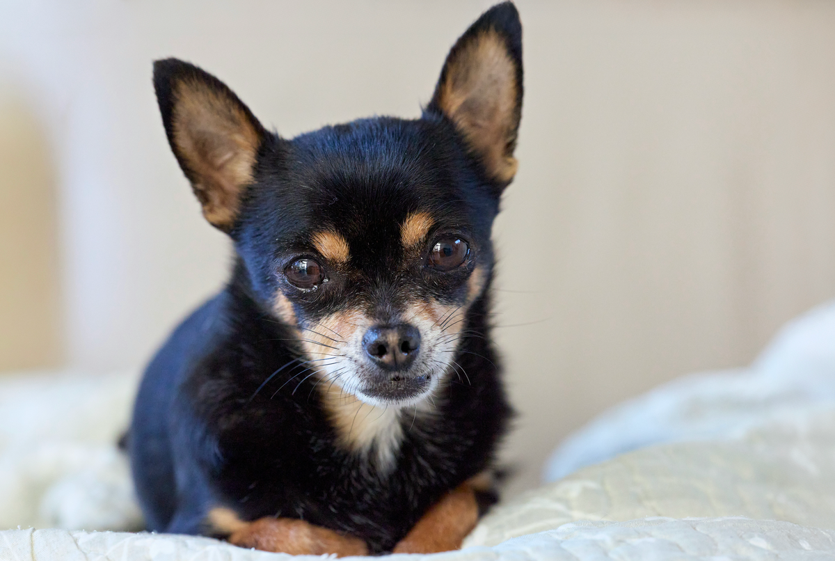 Small black Chihuahua relaxing on white blanket close up
