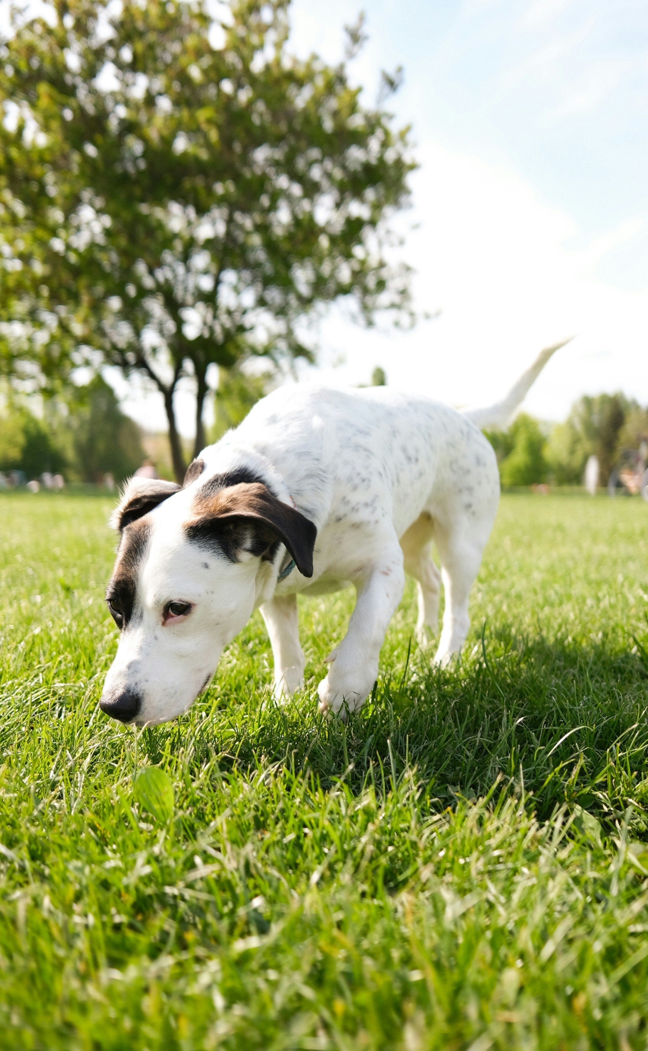 Small dog sniffing grass