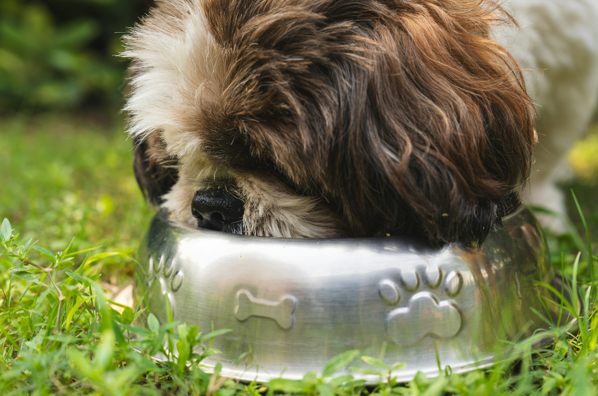 Small fluffy dog eating food from a silver bowl on the grass close up